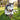 Dog playing with a duck toy in a grassy outdoor setting
