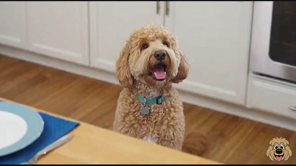 Video of a labradoodle playing with toys shaped like food