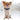 Little dog wearing a nylon dog collar